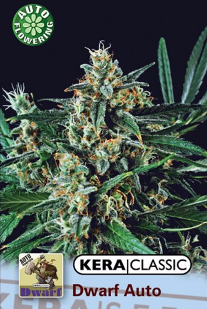 Kera Dwarf Auto