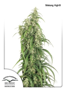 Mekong High od Dutch Passion nasiona marihuany
