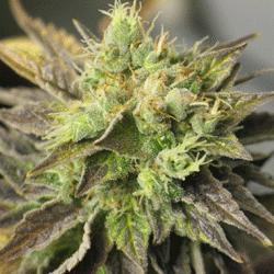 Strawberry D-Lite od Sagarmatha nasiona marihuany