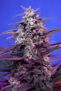 Bloody Skunk Auto od Sweet Seeds nasiona marihuany