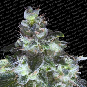 Original White Widow od Paradise Seeds nasiona marihuany