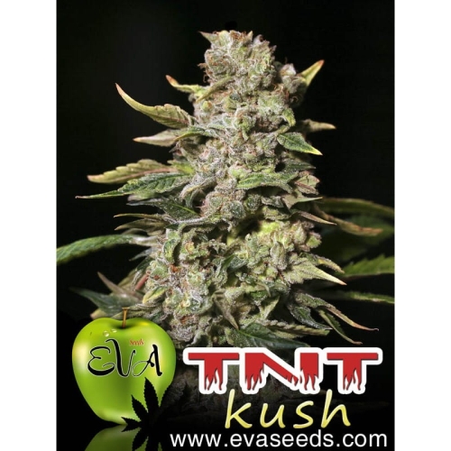 TNT Kush