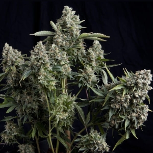 Tutankhamon od Pyramid Seeds nasiona marihuany