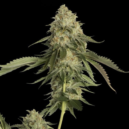 Golden Berry
