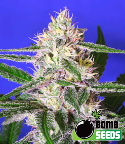 Edam Bomb