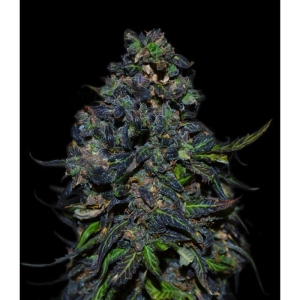 Taison Auto od Vip Seeds nasiona marihuany