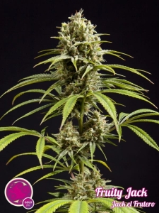 Fruity Jack (Jack El Frutero) od Philosopher Seeds nasiona marihuany