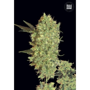 Marley's Bud od Bulk Seed Bank nasiona marihuany