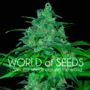 Wild Thailand od World of Seeds nasiona marihuany