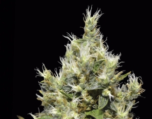Northern od CBD Seeds nasiona marihuany