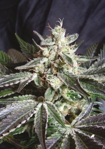 Black Jack od Sweet Seeds nasiona marihuany