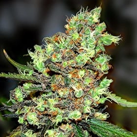 Skunk #1