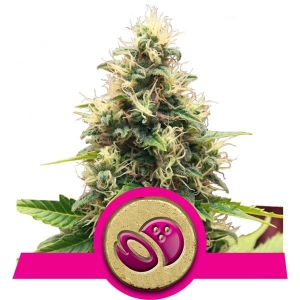 Somango XL  od Royal Queen Seeds nasiona marihuany
