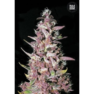 Purple Glam Kush od Bulk Seed Bank nasiona marihuany