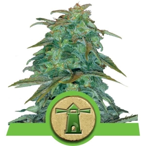 Royal Haze Auto od Royal Queen Seeds nasiona marihuany