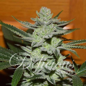 Desconocida Kush od Delicious Seeds nasiona marihuany