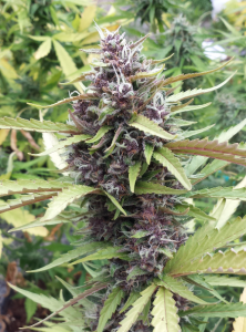 Purple Ryder Auto od Seedsman nasiona marihuany