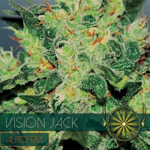 Vision Jack Auto od Vision Seeds nasiona marihuany