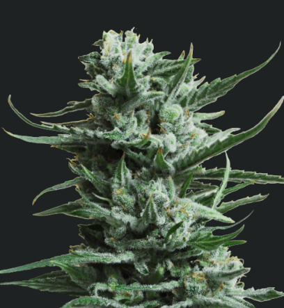 Siberian Haze