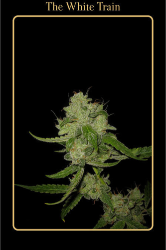 The White Train Auto