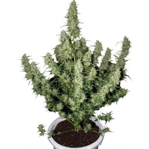 Magnum Auto od Buddha Seeds nasiona marihuany