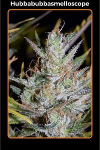 Hubbabubbasmelloscope Auto od Mephisto Genetics nasiona marihuany