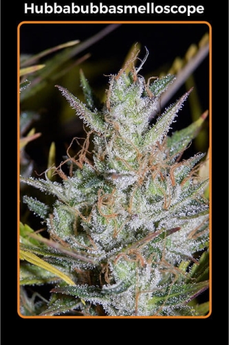 Hubbabubbasmelloscope Auto