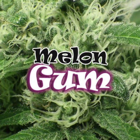Melon Gum