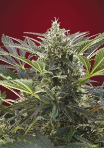 Cream 47 od Sweet Seeds nasiona marihuany