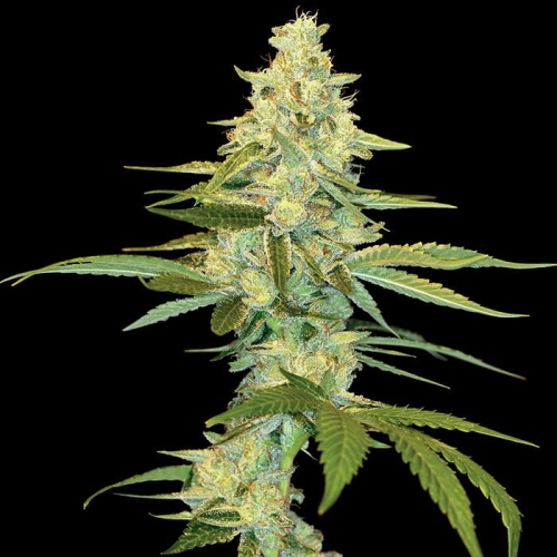 Cannalope Kush