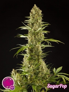 SugarPop od Philosopher Seeds nasiona marihuany