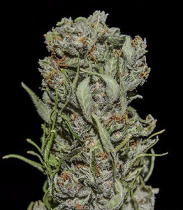 White Critical Express od Kalashnikov Seeds nasiona marihuany