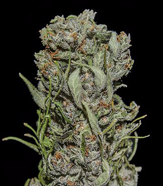 White Critical Express