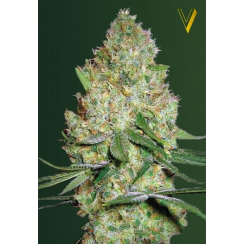 Chronic XXL