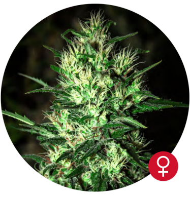 Jack Herer