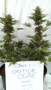Auto Critical Ogre od Seedsman nasiona marihuany