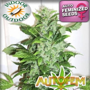 Auto Bud od Autofem nasiona marihuany