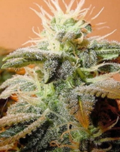 Indoor Mix od Female Seeds nasiona marihuany