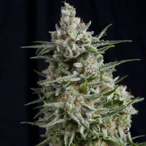 Anesthesia CBD od Pyramid Seeds nasiona marihuany