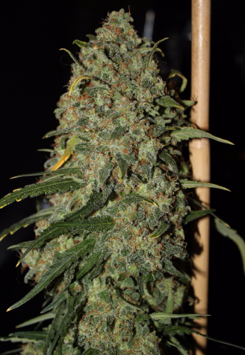 Easy Skunk