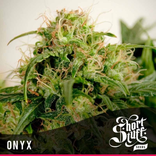 Auto Onyx
