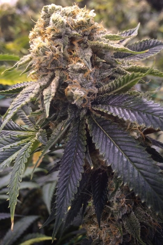 Lost Coast Hash Plant