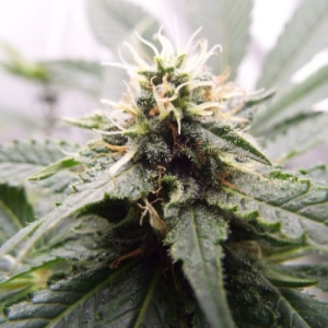 Inspiration od Ketama Seeds nasiona marihuany