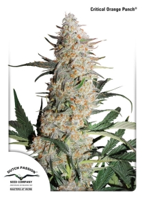 Critical Orange Punch od Dutch Passion nasiona marihuany