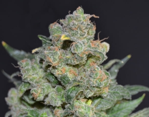 Cheese od CBD Seeds nasiona marihuany