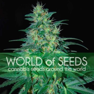 South African Kwazulu od World of Seeds nasiona marihuany
