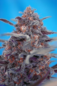 Devil Cream Auto od Sweet Seeds nasiona marihuany