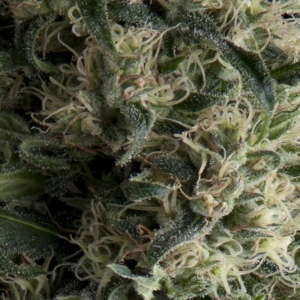 Auto Galaxy od Pyramid Seeds nasiona marihuany