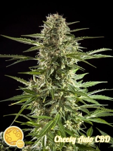 Cheesy Auto CBD od Philosopher Seeds nasiona marihuany