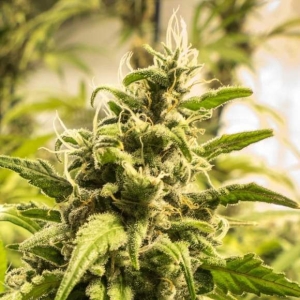 Somango XXL od Nirvana nasiona marihuany